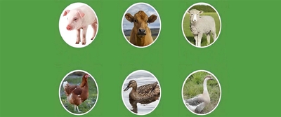 quality Food And Feed Additives factory